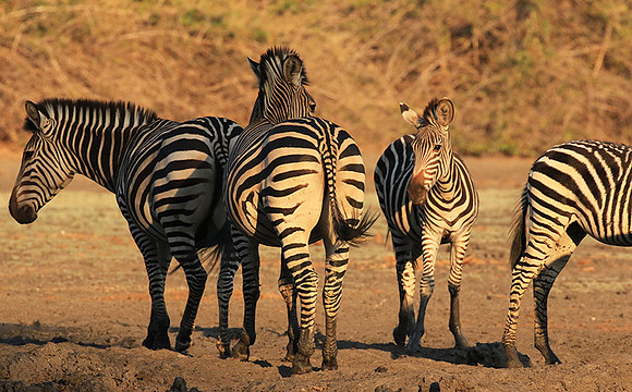Mana Pools NP