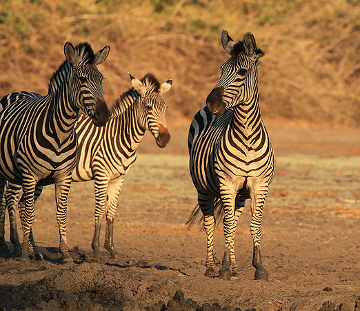Mana Pools NP