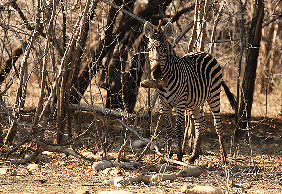 Mana Pools NP