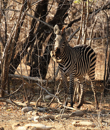 Mana Pools NP