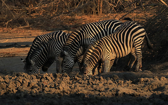 Mana Pools NP