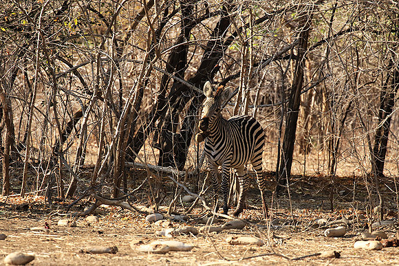 Mana Pools NP