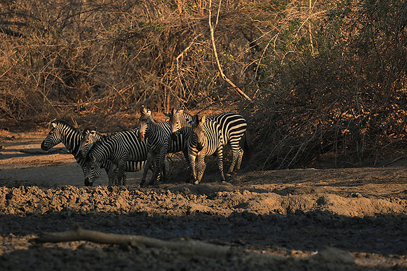 Mana Pools NP