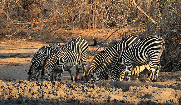 Mana Pools NP