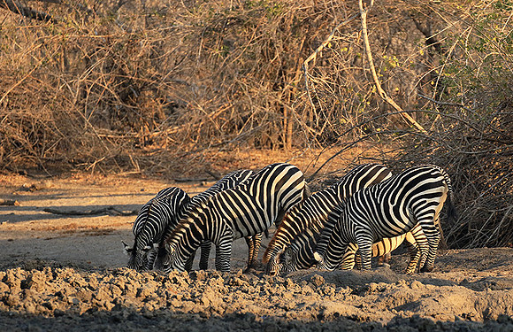 Mana Pools NP