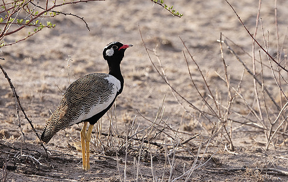 Northern black korhaan - Tau Pan