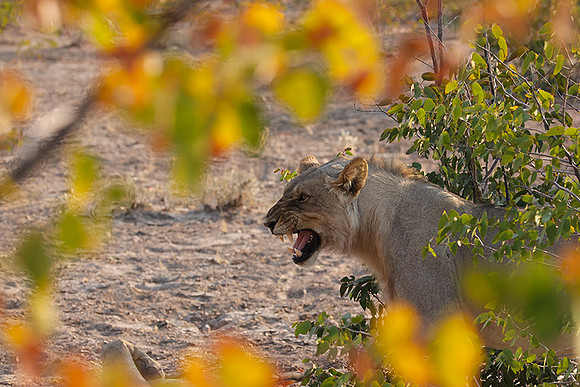 Ongava Private Reserve