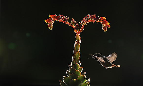 Volcano humming bird
