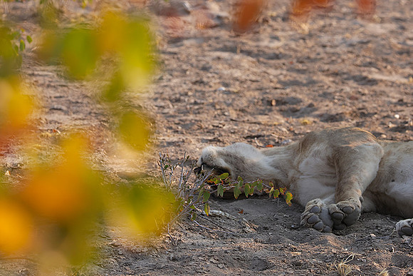 Ongava Private Reserve