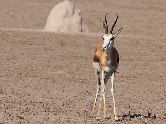 Nxai Pan