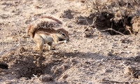 Ground sqirrel - Tau Pan