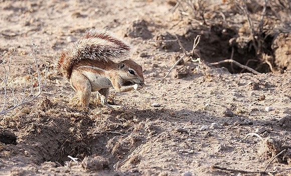 Ground sqirrel - Tau Pan
