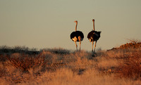 Damaraland