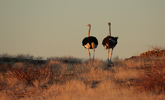 Damaraland