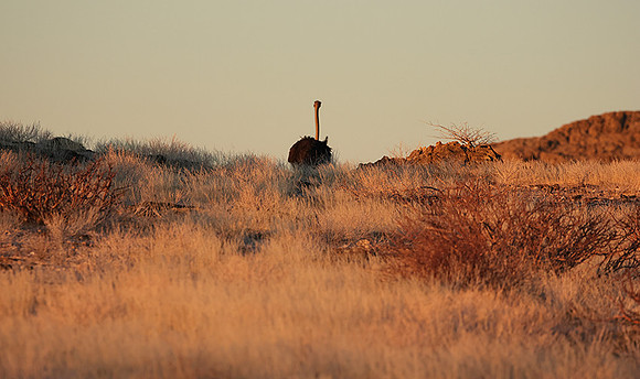 Damaraland