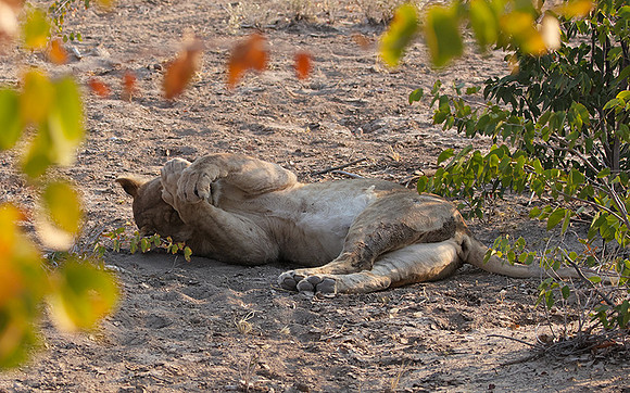 Ongava Private Reserve