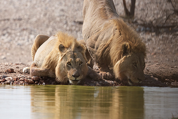 Ongava Private Reserve