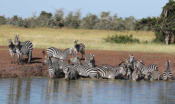 Serengeti - Grumeti Private Reserve