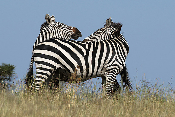 Serengeti - Grumeti Private Reserve