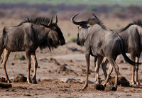 Nxai Pan