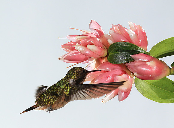 Volcano humming bird