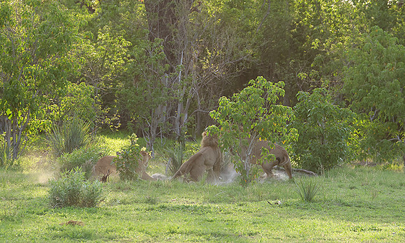 Delta of Okavango