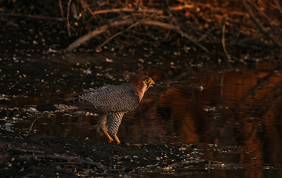 Red-necked falcon - Tau Pan