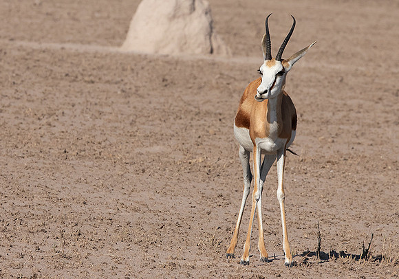 Nxai Pan