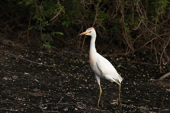 Cattle egret - Tau Pan