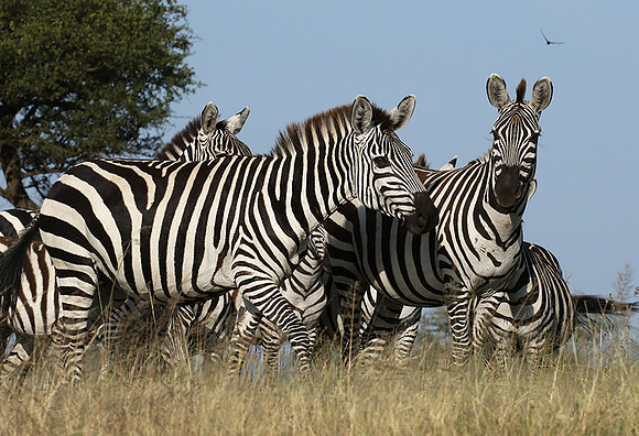 Serengeti - Grumeti Private Reserve
