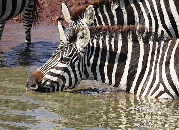 Serengeti - Grumeti Private Reserve
