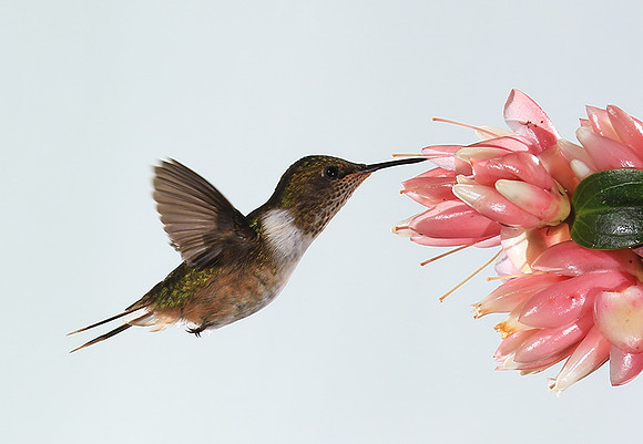 Volcano humming bird