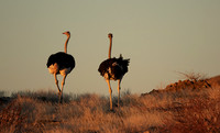 Damaraland