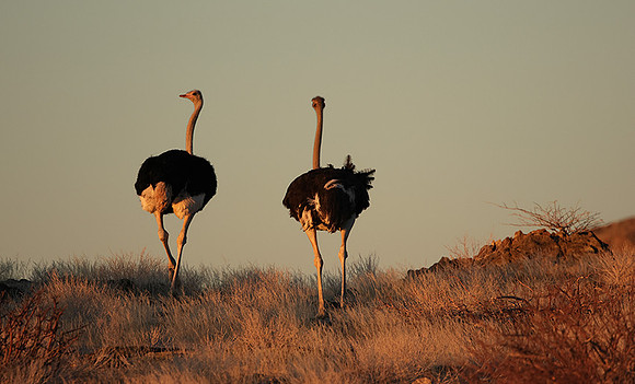 Damaraland