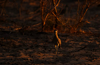 Spotted thick-knee - Tau Pan