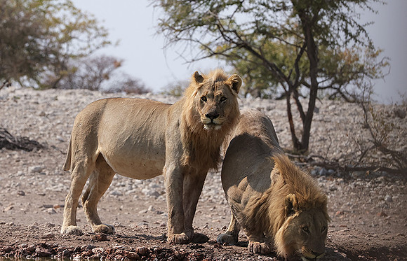 Ongava Private Reserve