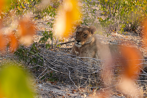 Ongava Private Reserve