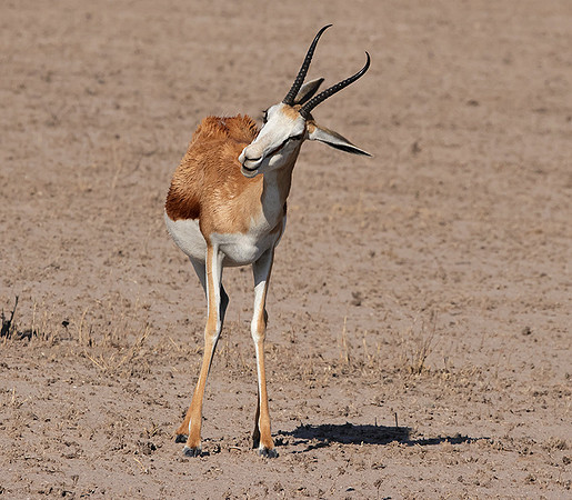 Nxai Pan