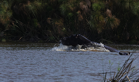 Delta of Okavango
