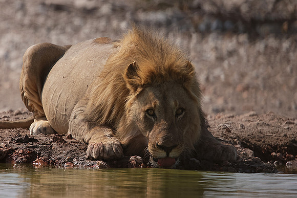 Ongava Private Reserve