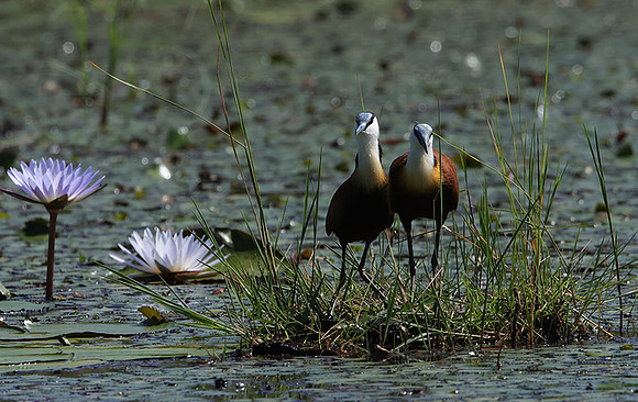 African jacana - Delta Of Okavango