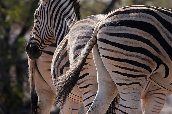 Burchell's zebra - Ongava Private Reserve