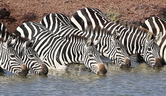Serengeti - Grumeti Private Reserve