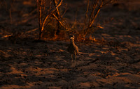 Spotted thick-knee - Tau Pan