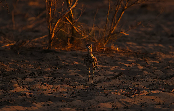 Spotted thick-knee - Tau Pan