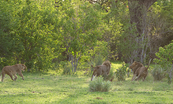 Delta of Okavango