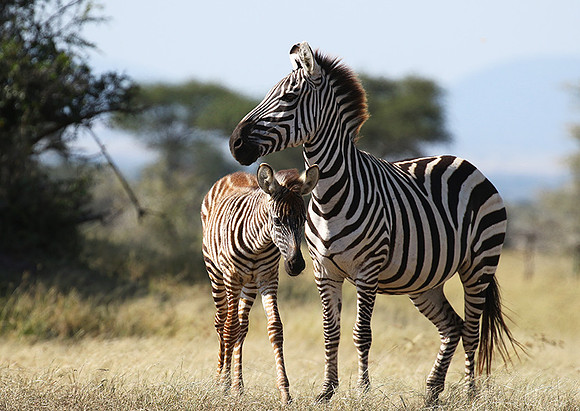 Serengeti - Grumeti Private Reserve