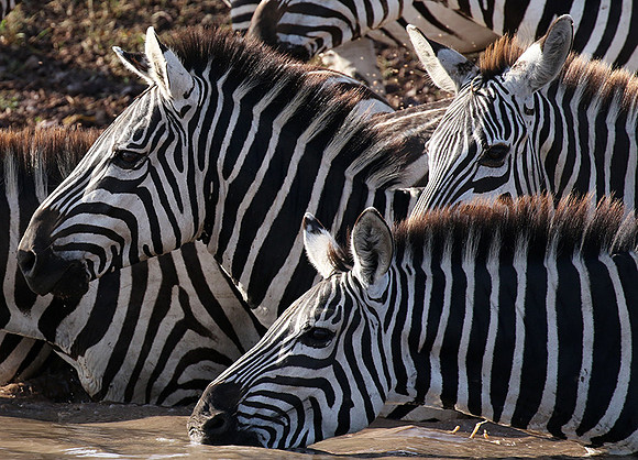 Serengeti - Grumeti Private Reserve