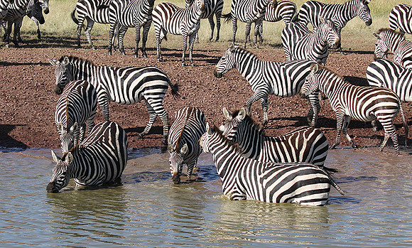 Serengeti - Grumeti Private Reserve
