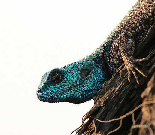 Blue headed agama - Sabi Sands